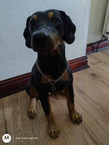 Large doberman pincer - doberman,