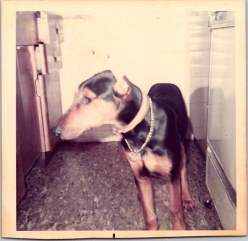 Ph2673 dobermann doberman - dobermann,