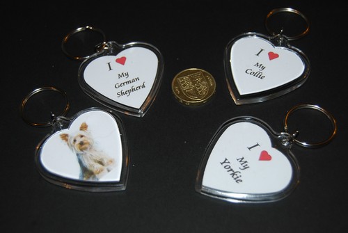 Love collie yorkie - my,
