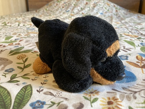 Cute floppy doberman - floppy, puppy