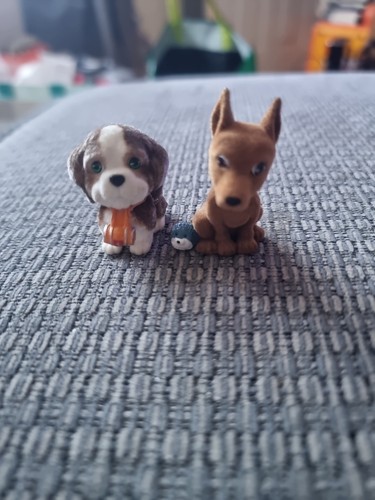 Puppies pocket small - my, dog
