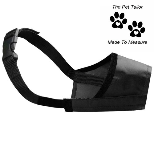 Doberman pinscher dog muzzle - doberman,